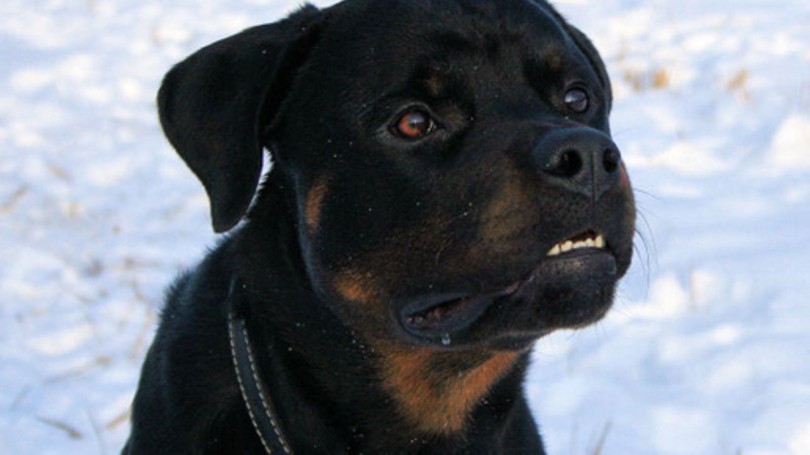 Esko Rintala