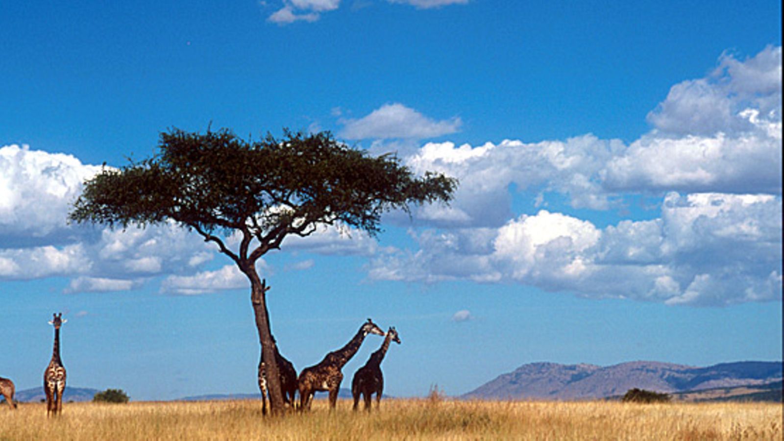 Kirahveja savannilla
