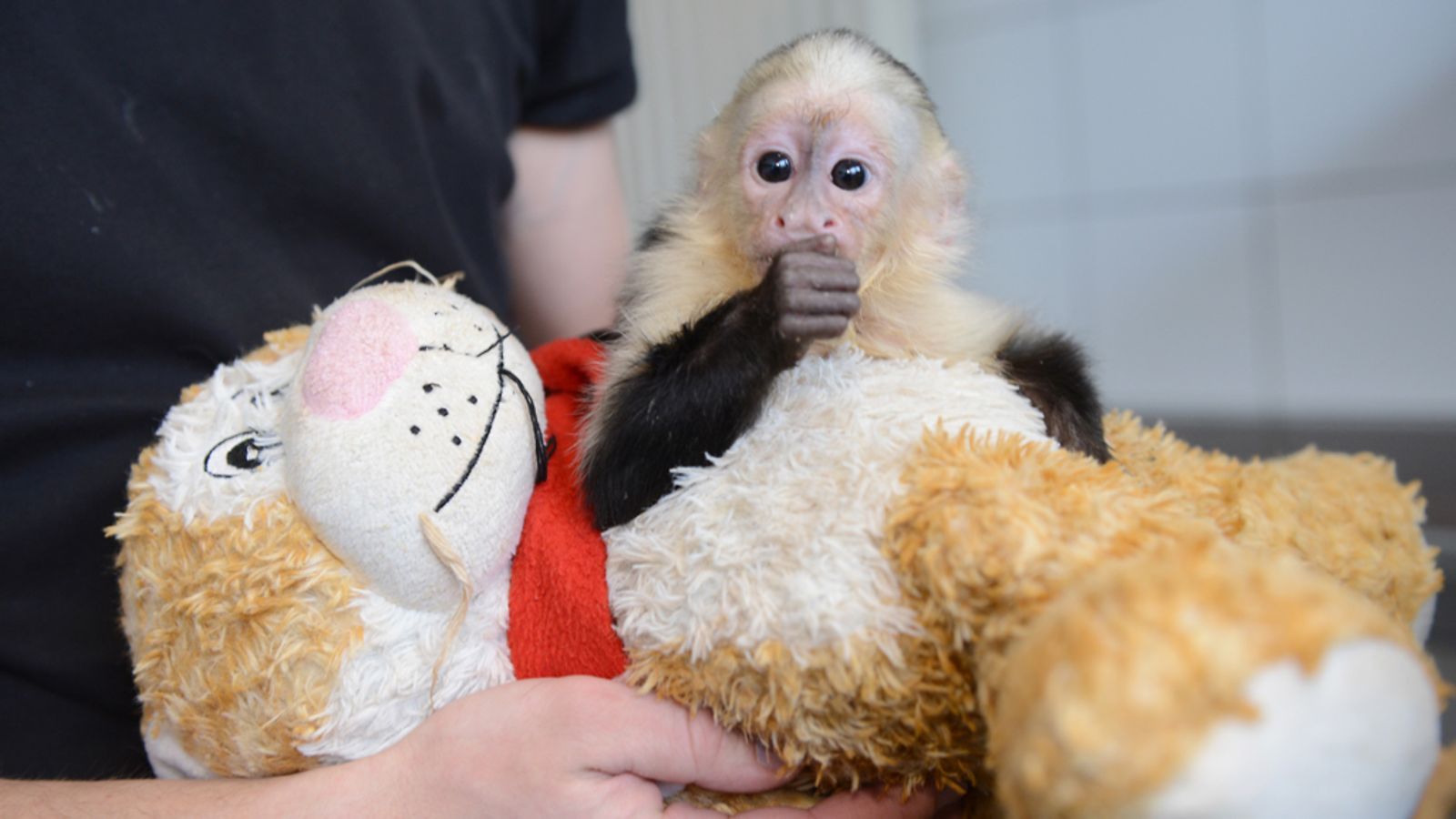 Mally-apina ja iso pehmolelu.