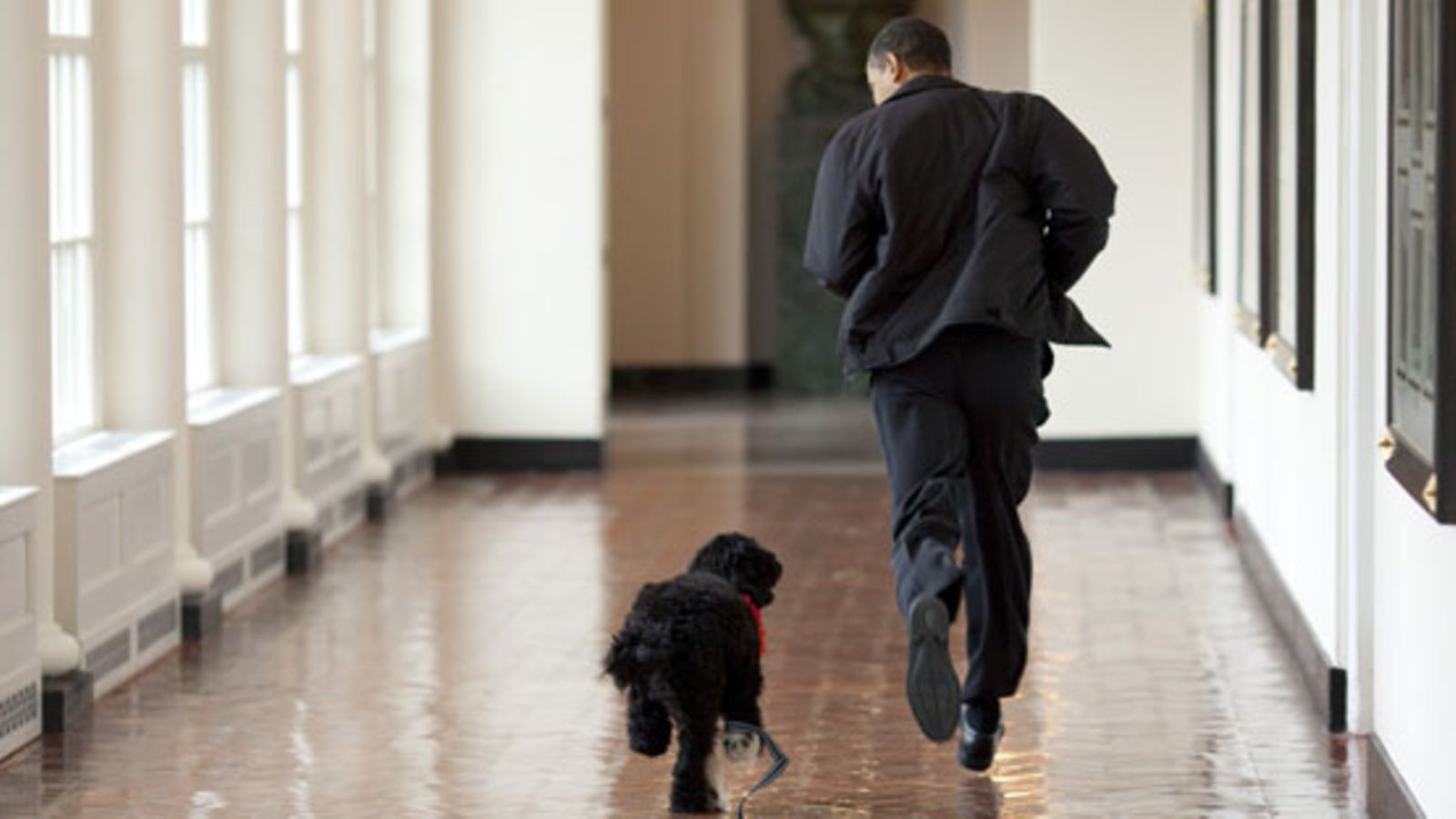 Obaman portugalinvesikoira Bo (kuva: Getty Images/All Over Press)