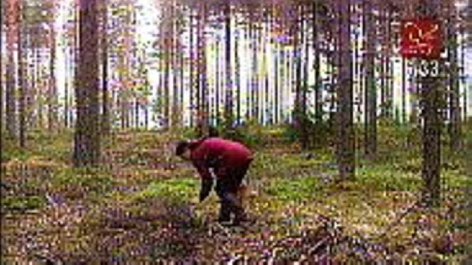 Sienimetsällä
