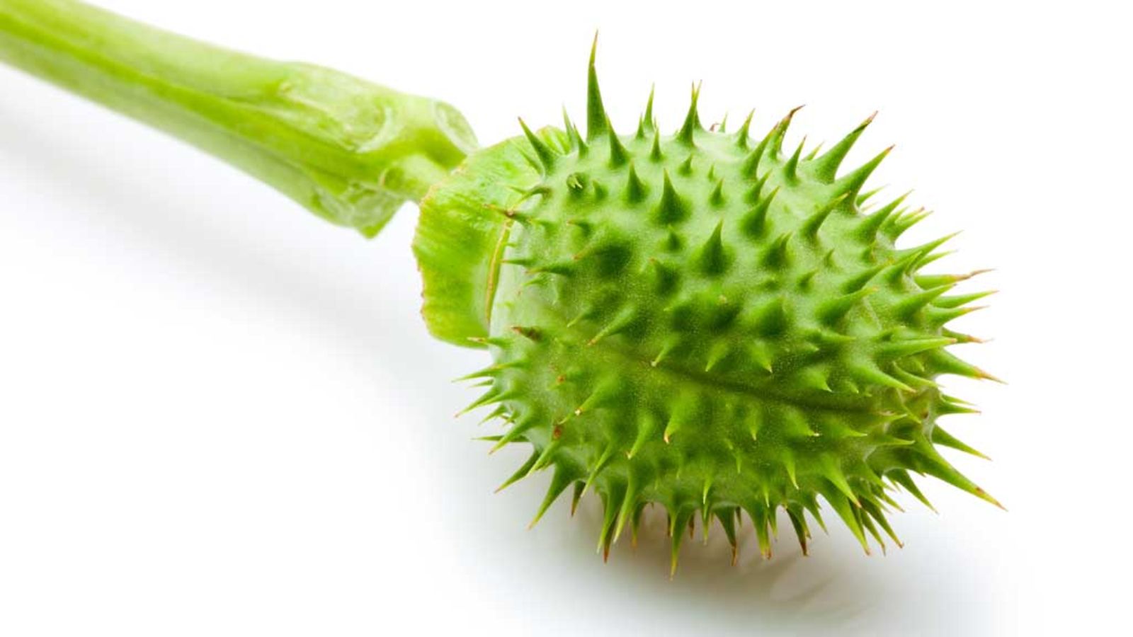Datura stramoniumin siemenkohta suurennoksena.