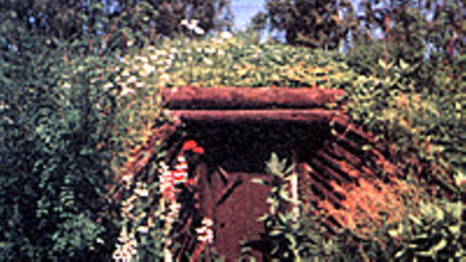 Maakellari