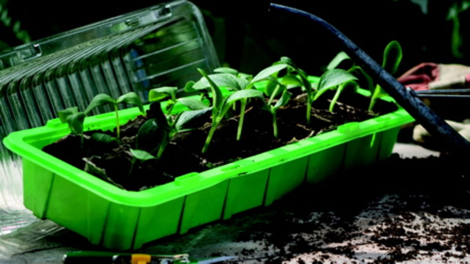 Plantagen