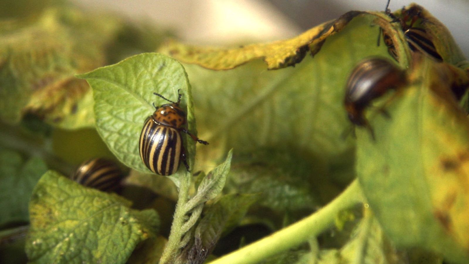 Koloradonkuoriaisia. Leptinotarsa decemlineata.