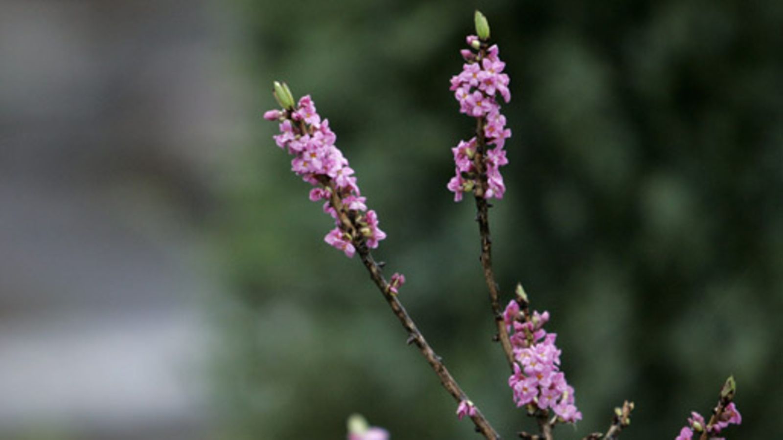 Näsiä (Daphne mezereum) on erehtynyt kukkimaan Kaisaniemen kasvitieteellisen puutarhan pihassa tammikuussa 2007.