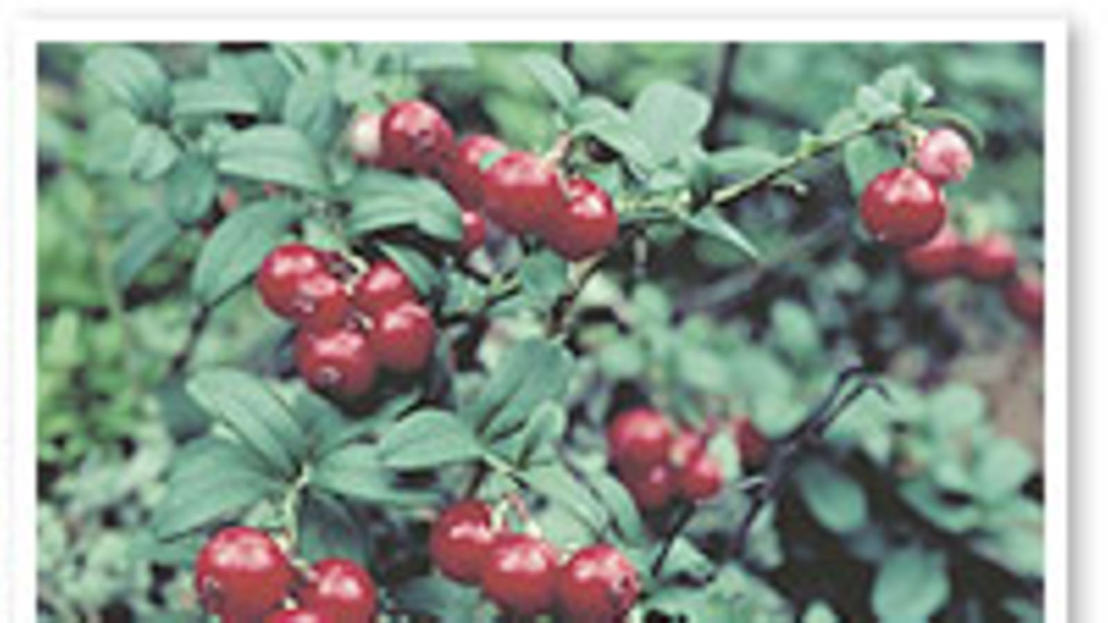 futureimagebank.com