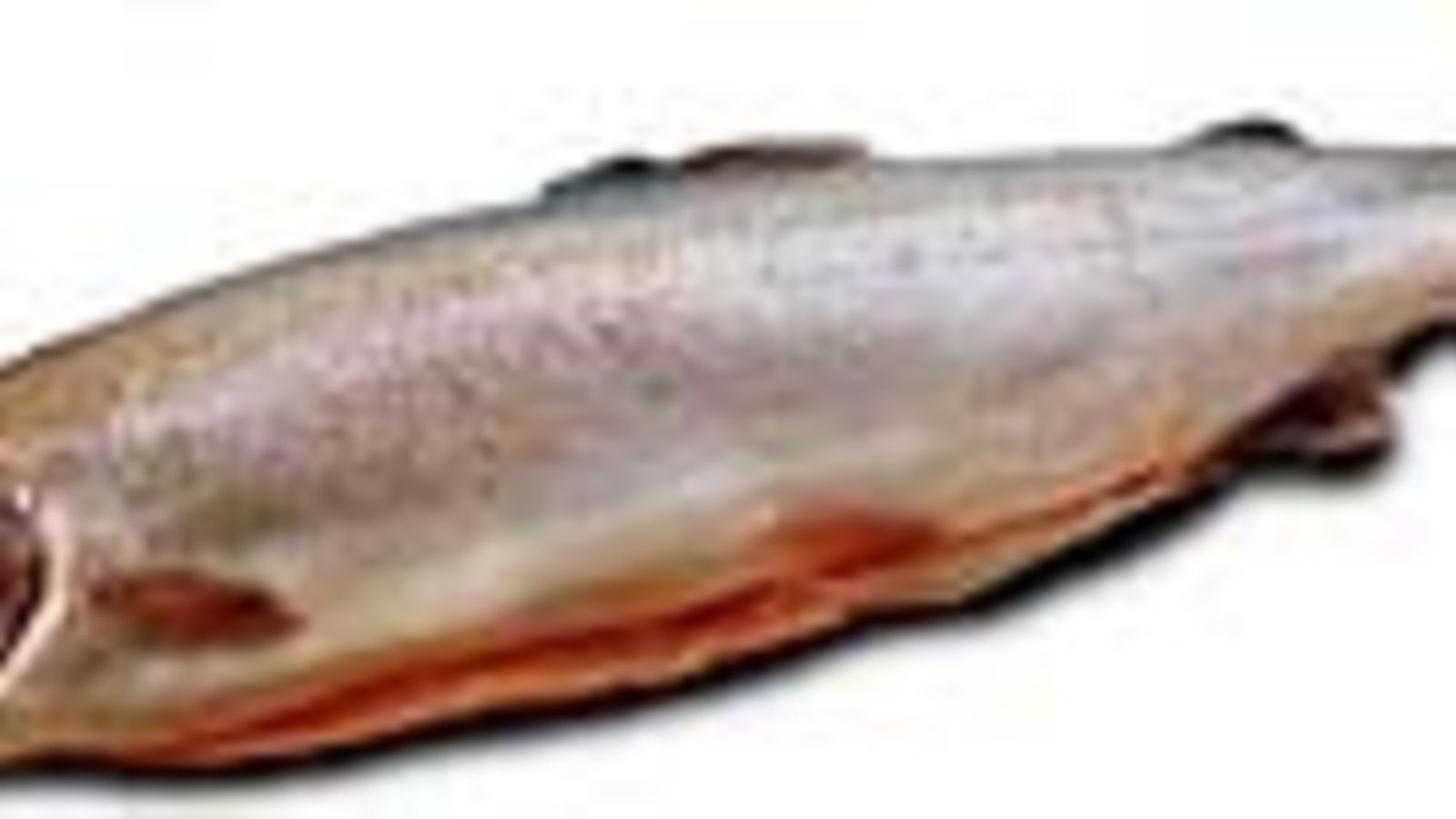 kirjolohi