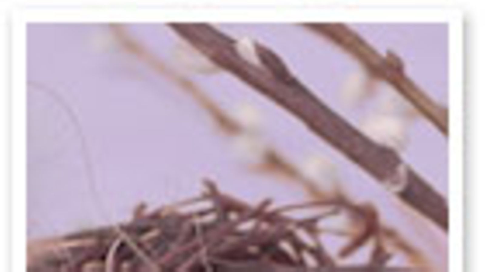 futureimagebank.com