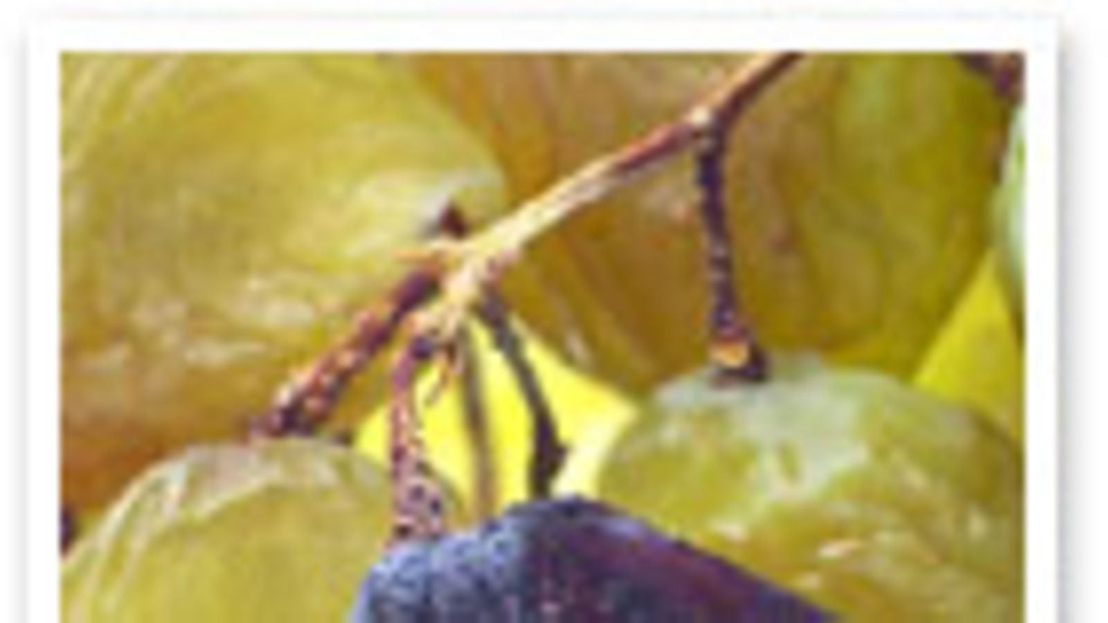 futureimagebank.com