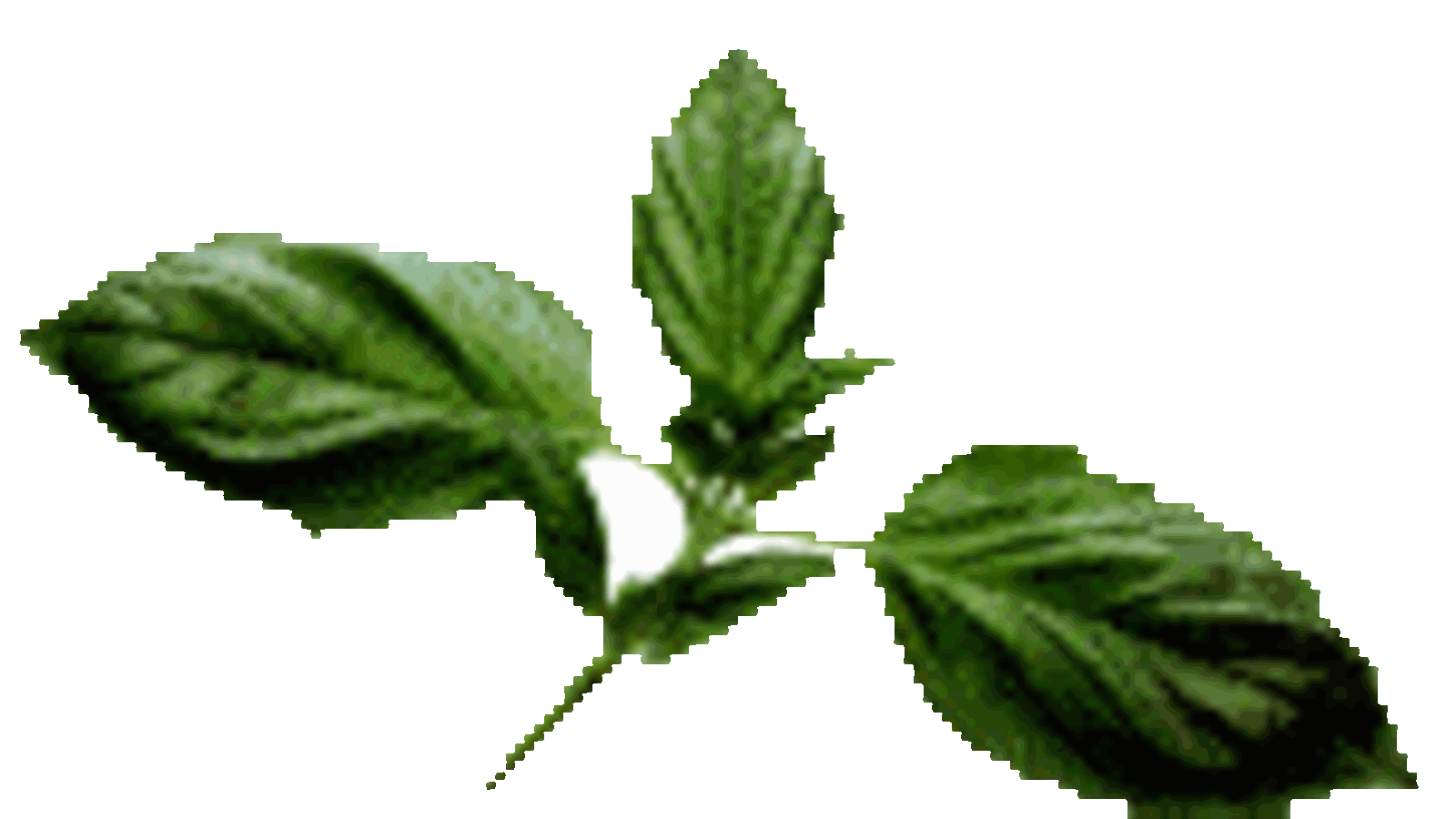 zafin1