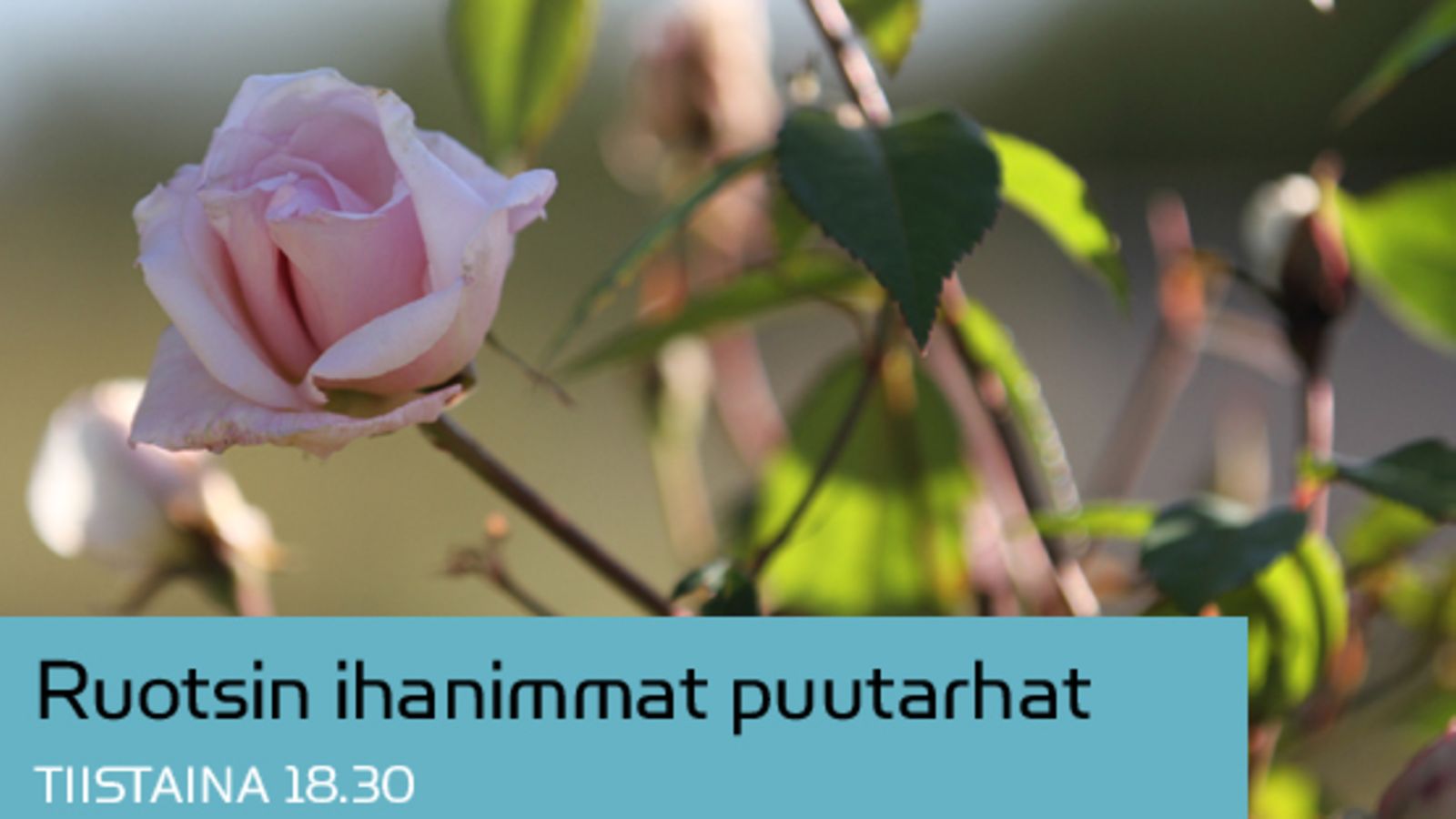 Ruotsin ihanimmat puutarhat