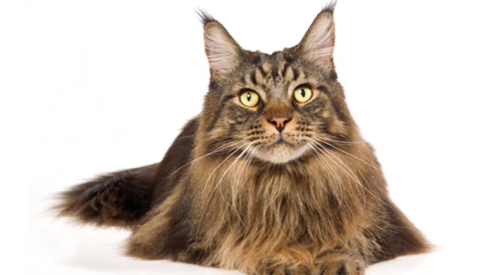 Maine Coon