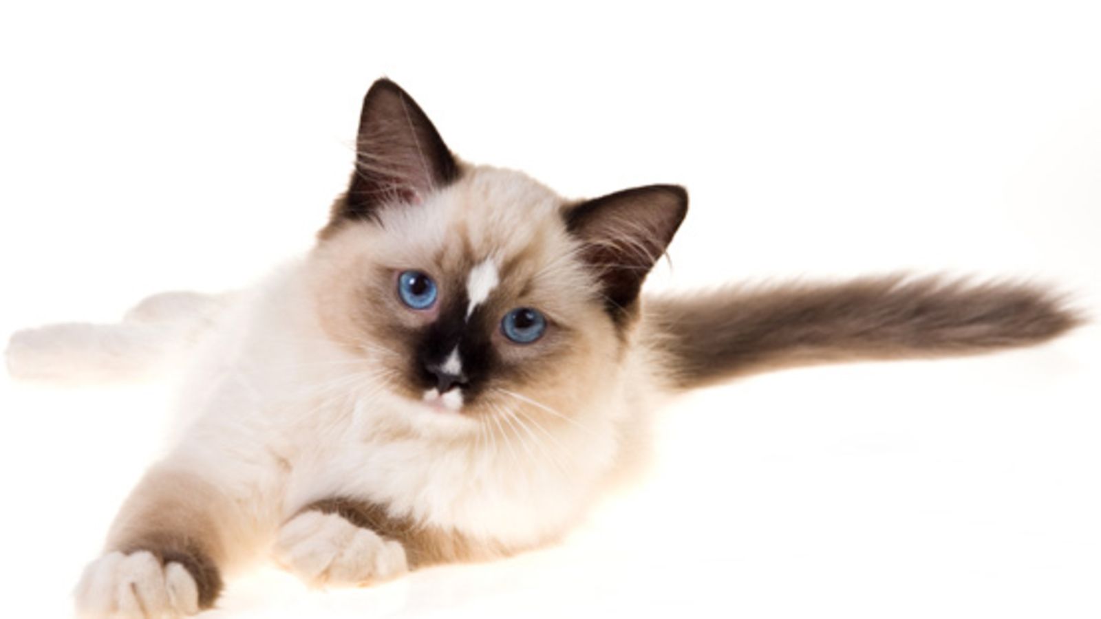 Ragdoll.