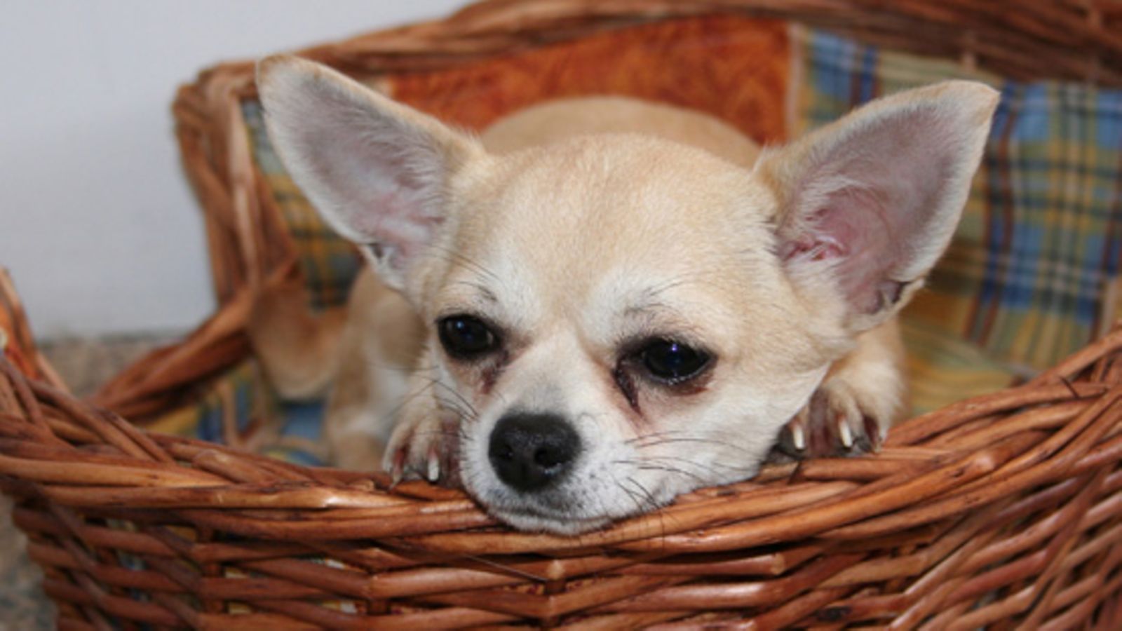 Chihuahua. (Kuva: Colourbox)