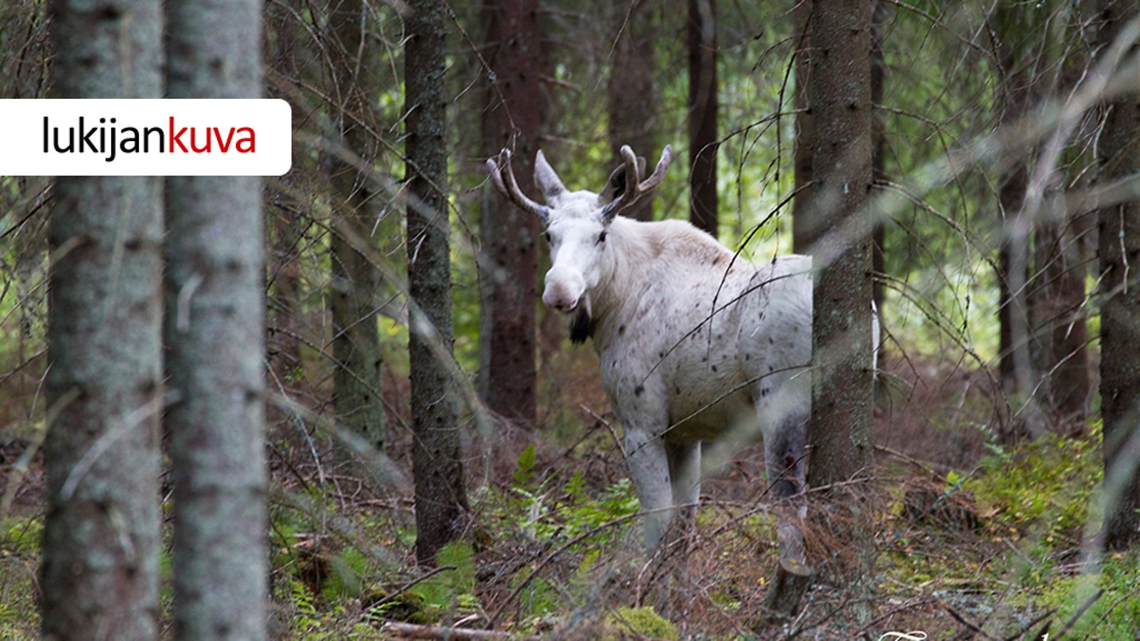 Luontokuvaaja Antti Terävä mykistyi, kun valkoinen hirvi katseli häntä 28.8.2013.