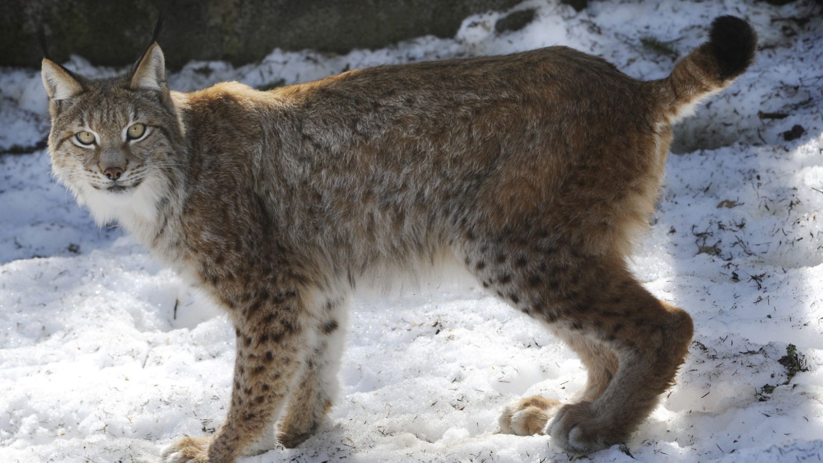 Ilves (Lynx lynx) Ähtärin eläintarhassa torstaina 14.huhtikuuta 2011
