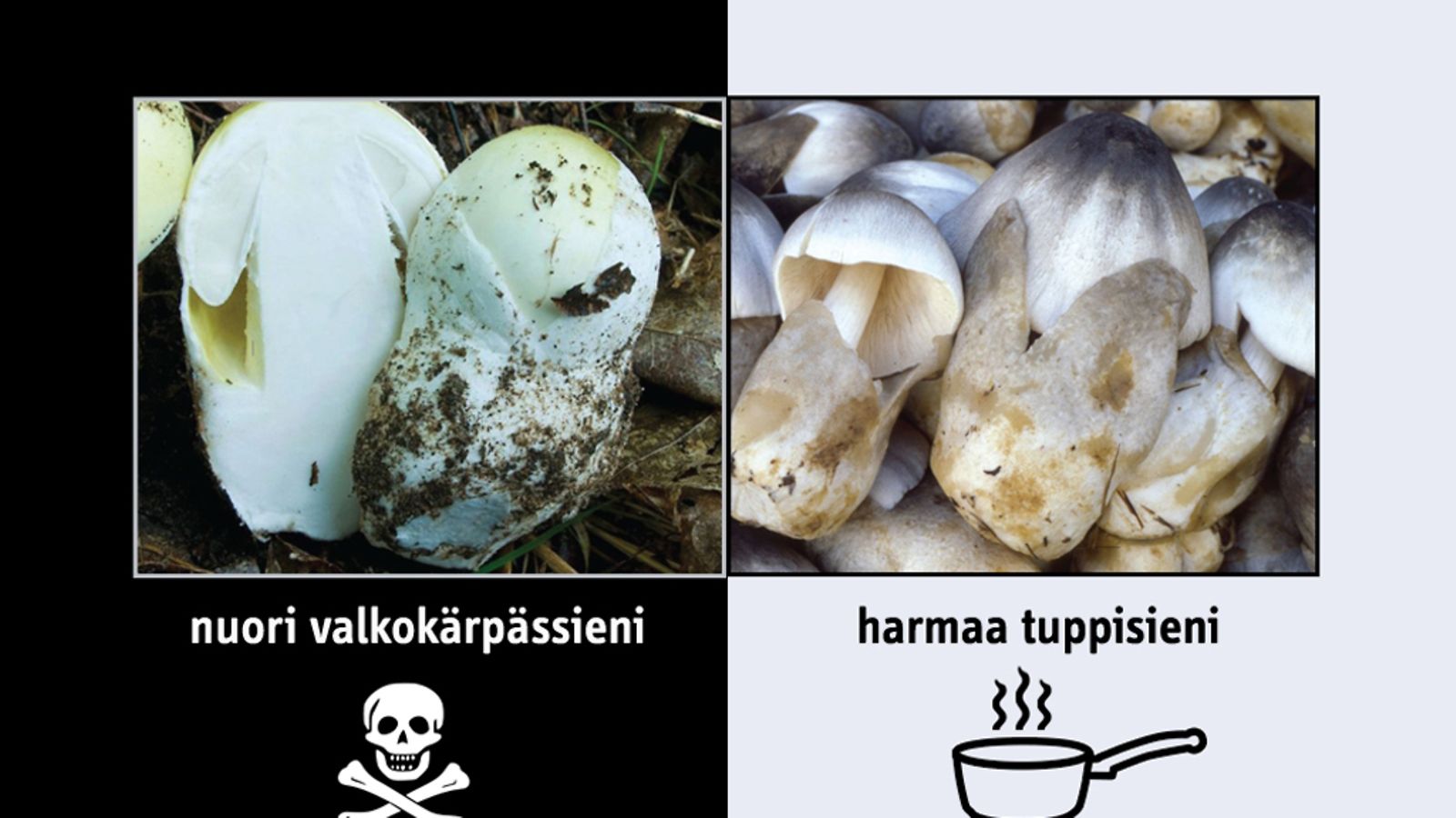 Nuori valkokärpässieni ja harmaa tuppisieni muistuttavat erehdyttävästi toisiaan.