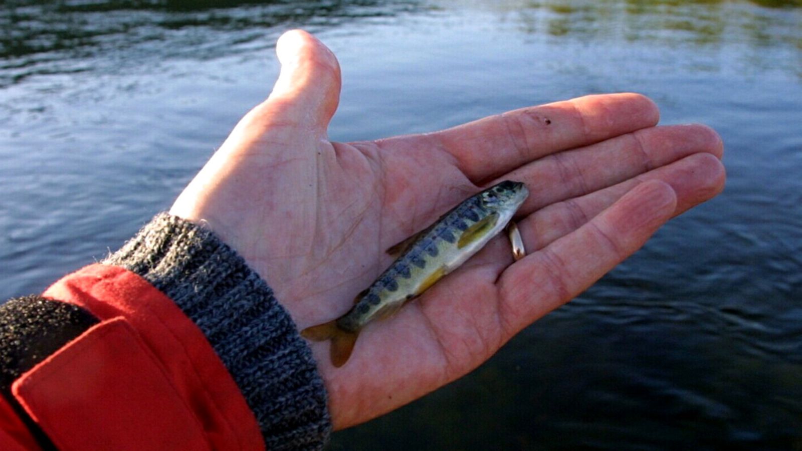 Smoltti eli noin kaksivuotias lohenpoikanen Tenojoella.