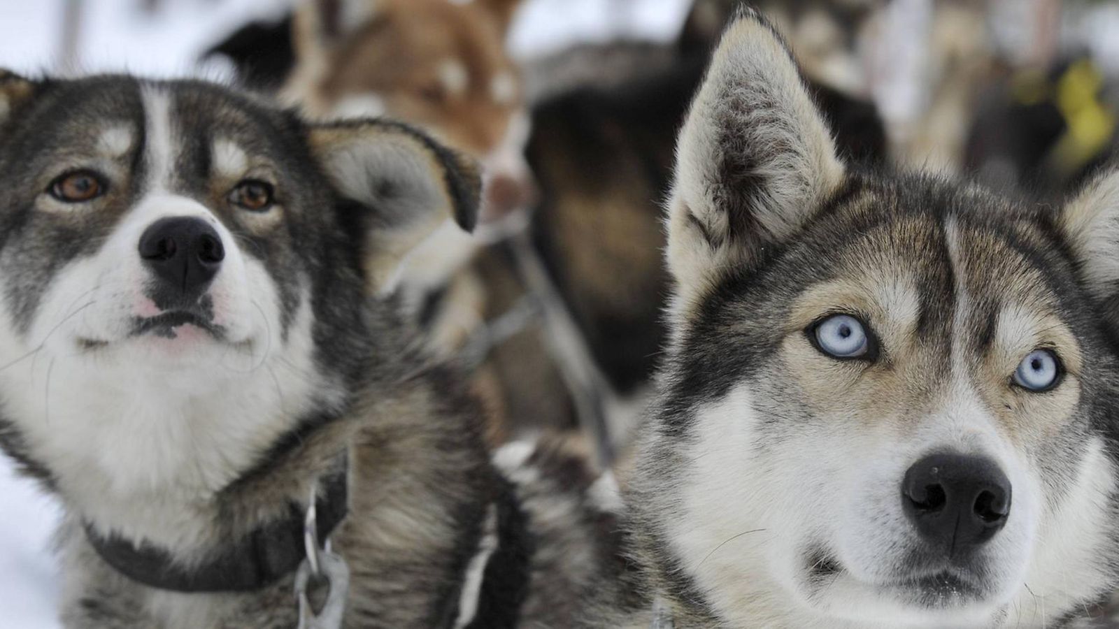 Husky-koiria