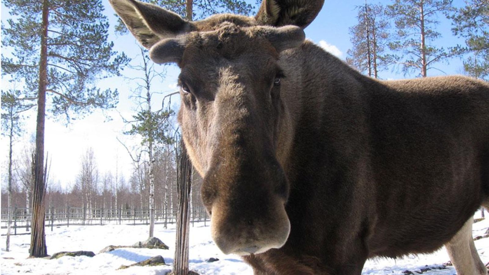 Hirvi.jpg