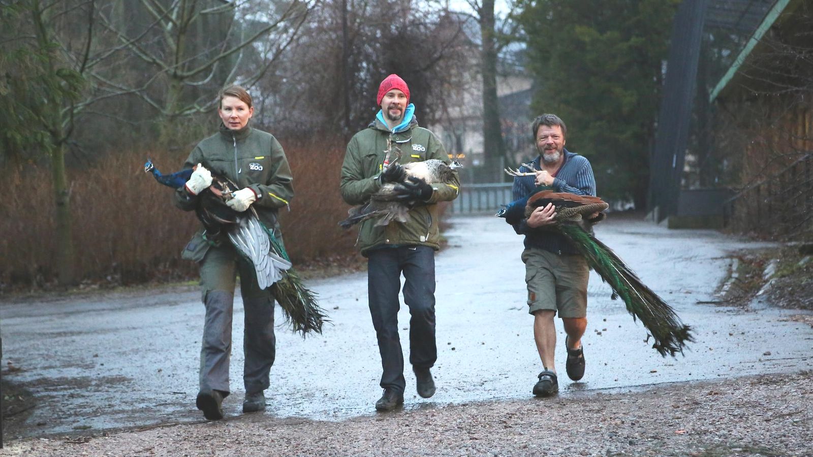 Korkeasaaren riikinkukot muuttivat