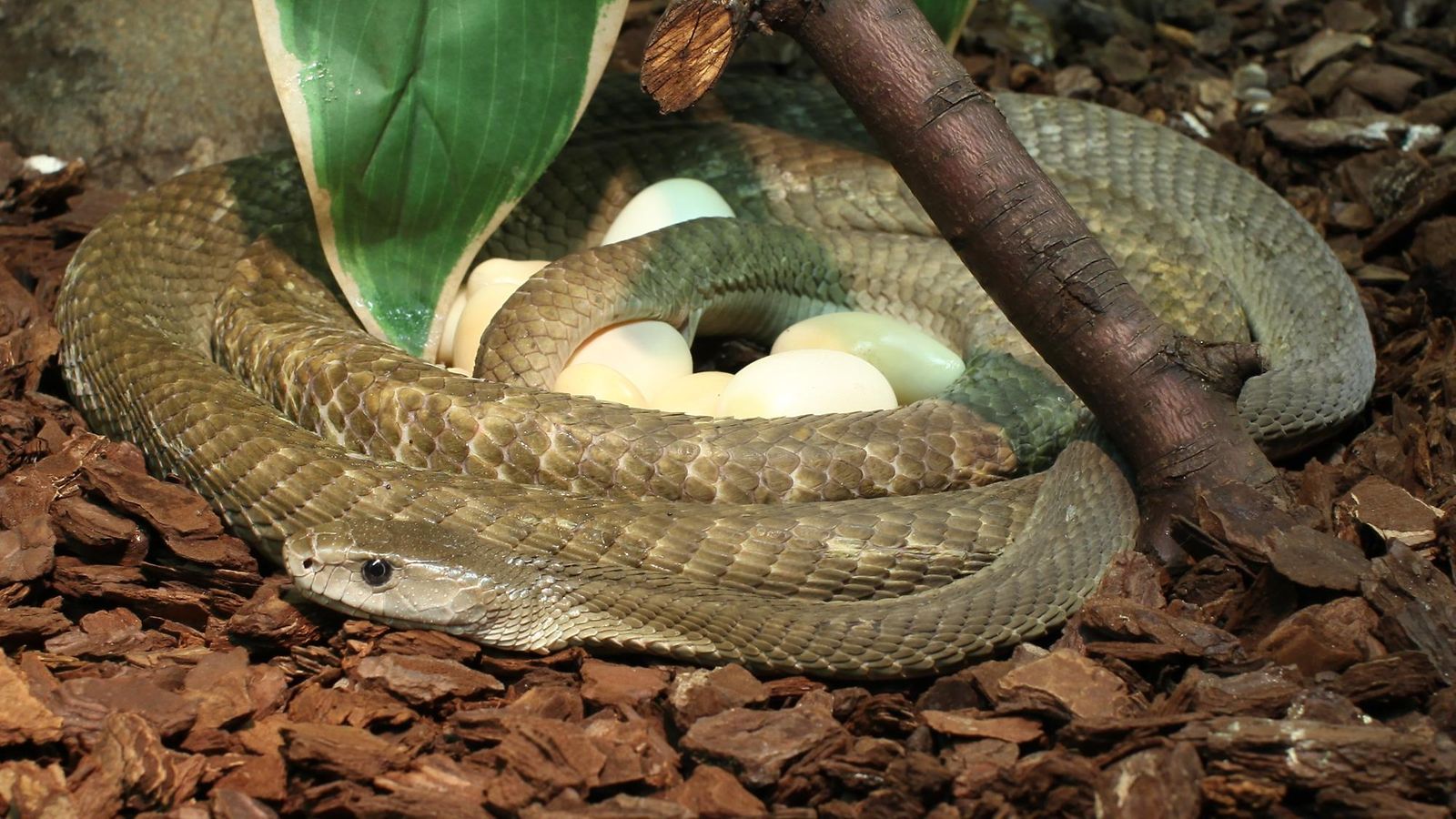 Mustamamba ( Dendroaspis polylepis)