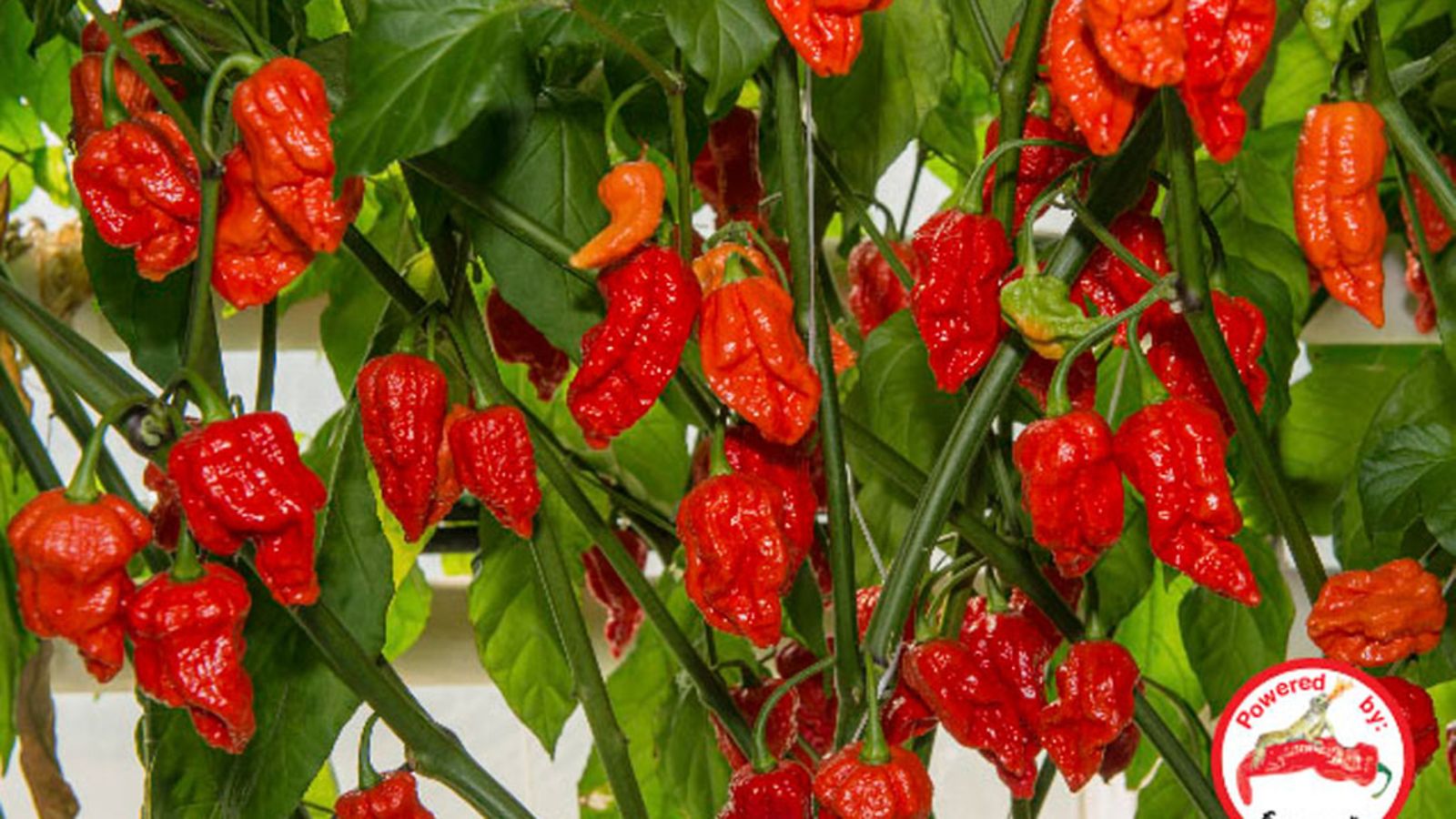 Suomalaisen Fatalii Gourmetin kehittelemä Jigsaw -chili.