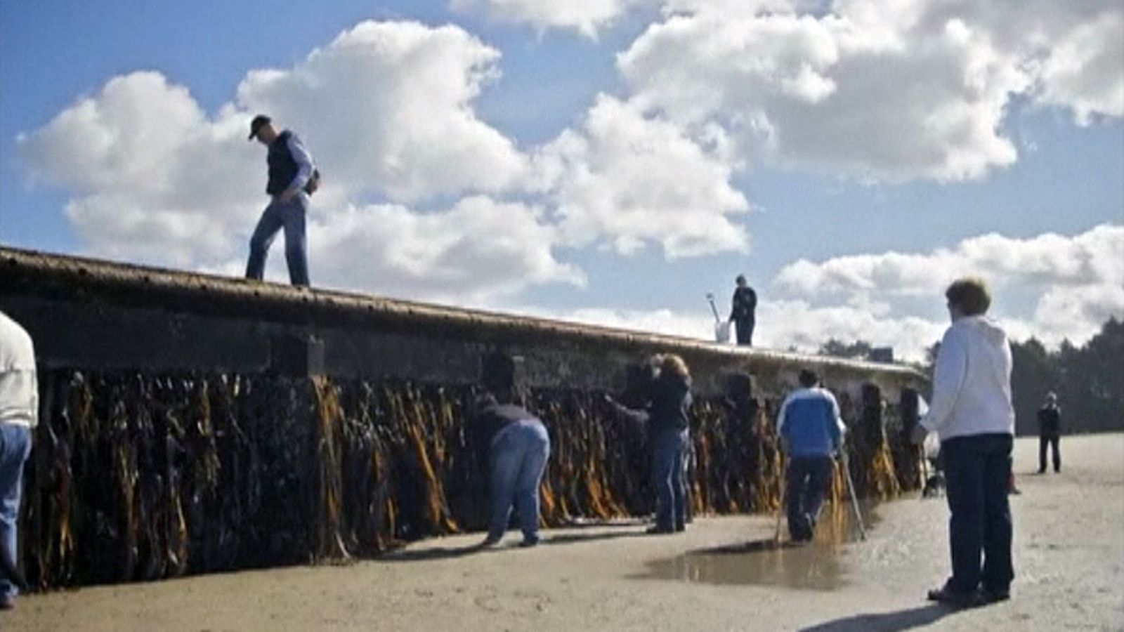 Tsunamin riuhtaisema ponttonilaituri ajelehti Japanista USA:n rannikolle.