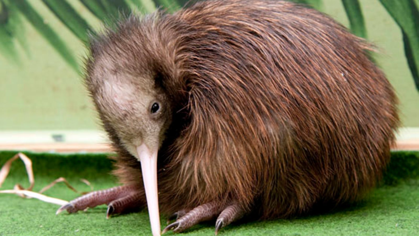 Kiwi-lintu kuuluu Uuden-Seelannin alkuperäislajeihin ja on maan symboli. Kuva: EPA