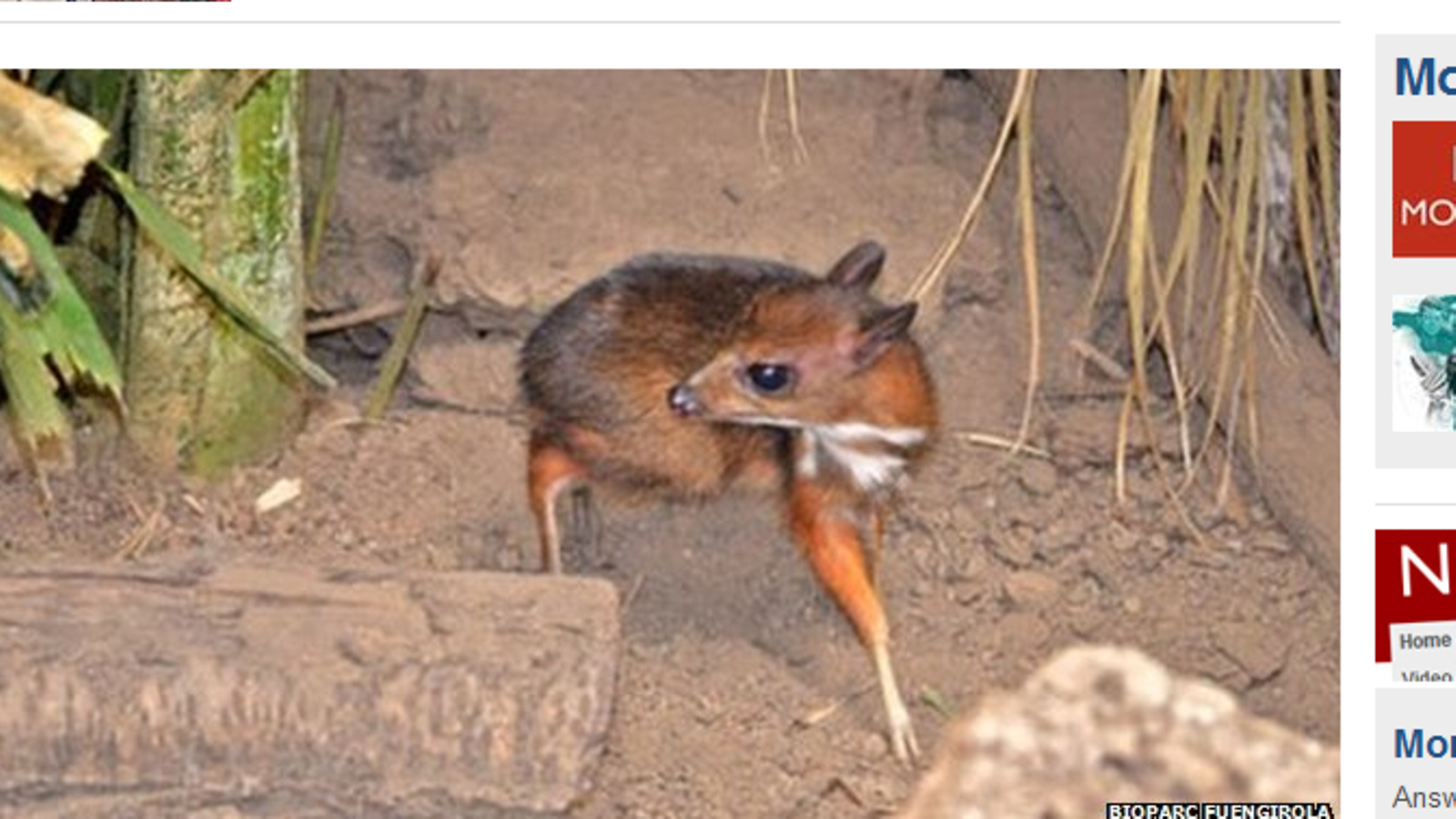 kauris hamsteri