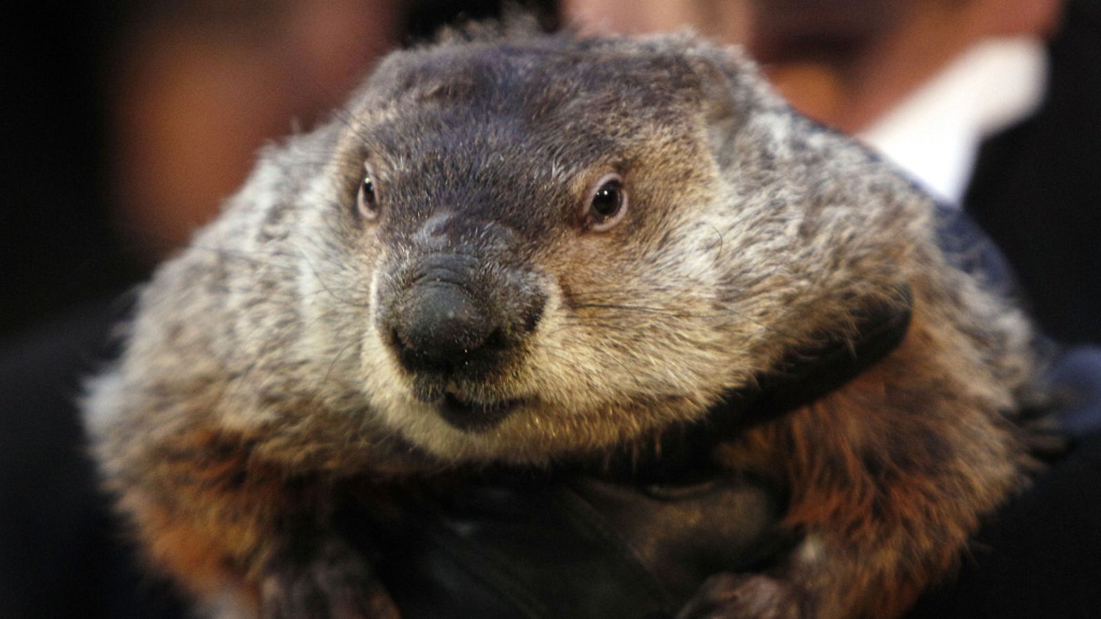 A close up view of Phil the weather prognosticating groundhog during the Groundhog Day celebration at Gobblers Knob in Punxsutawney Pennsylvania USA 02 February 2013. The groundhog predicted an early spring this year