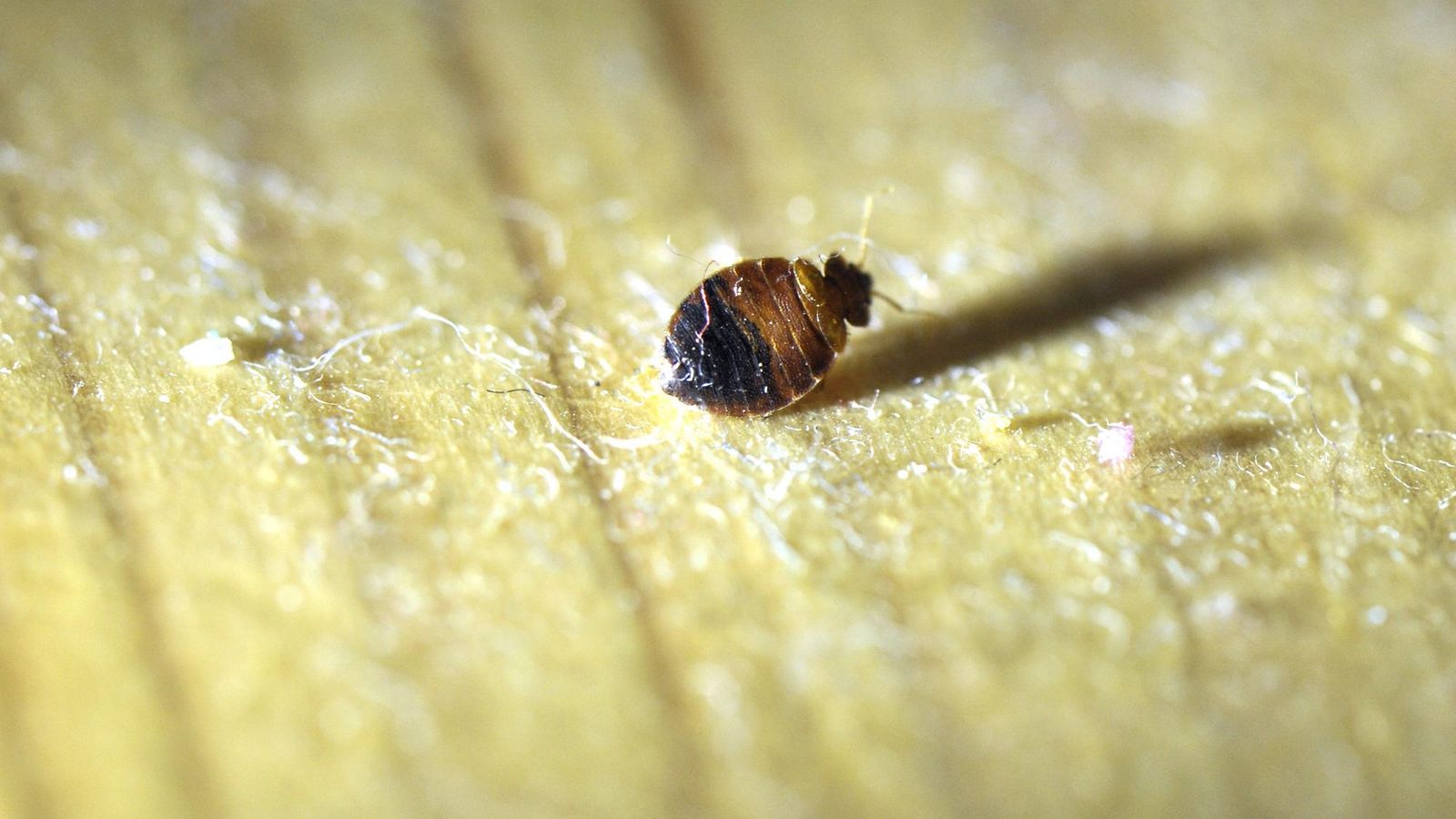 lutikka