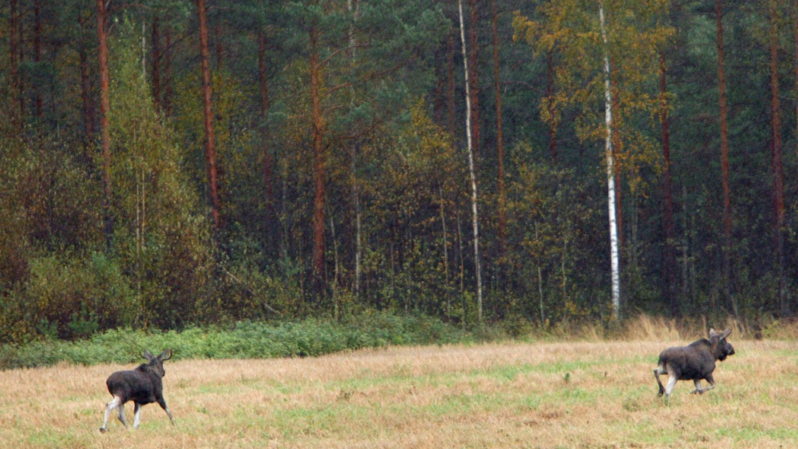 Hirvet juoksevat 3-tien reunapellolla Janakkalassa.