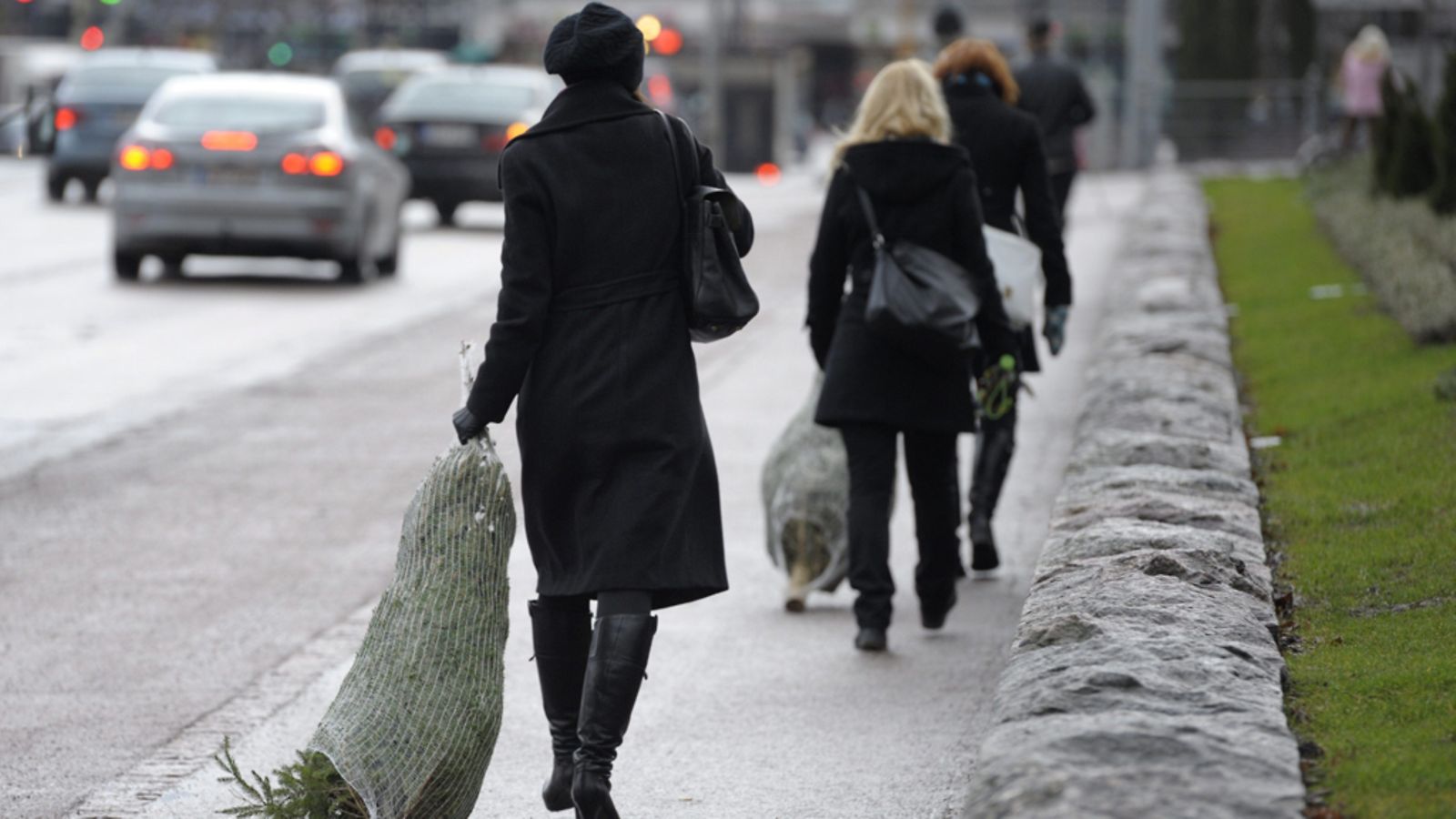 Joulukuusia kuljetetaan pitkin paljasta Mannerheimintietä Helsingissä 15. joulukuuta 2011.