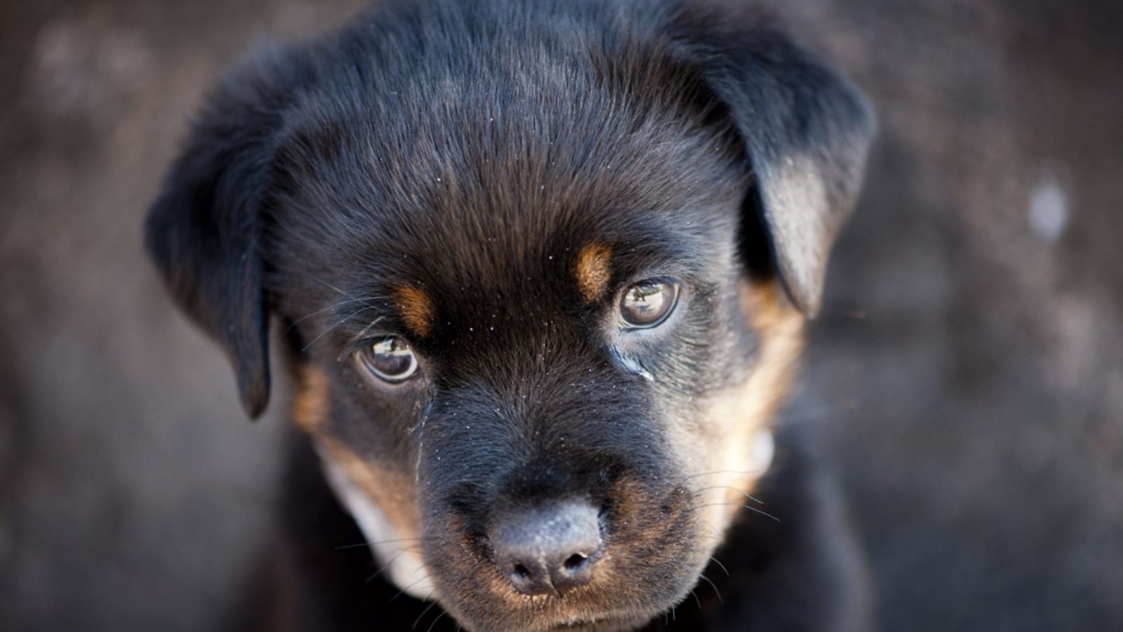 Kahdeksanviikkoinen rottweilerin pentu Sam Helsingissä 14. heinäkuuta 2011.