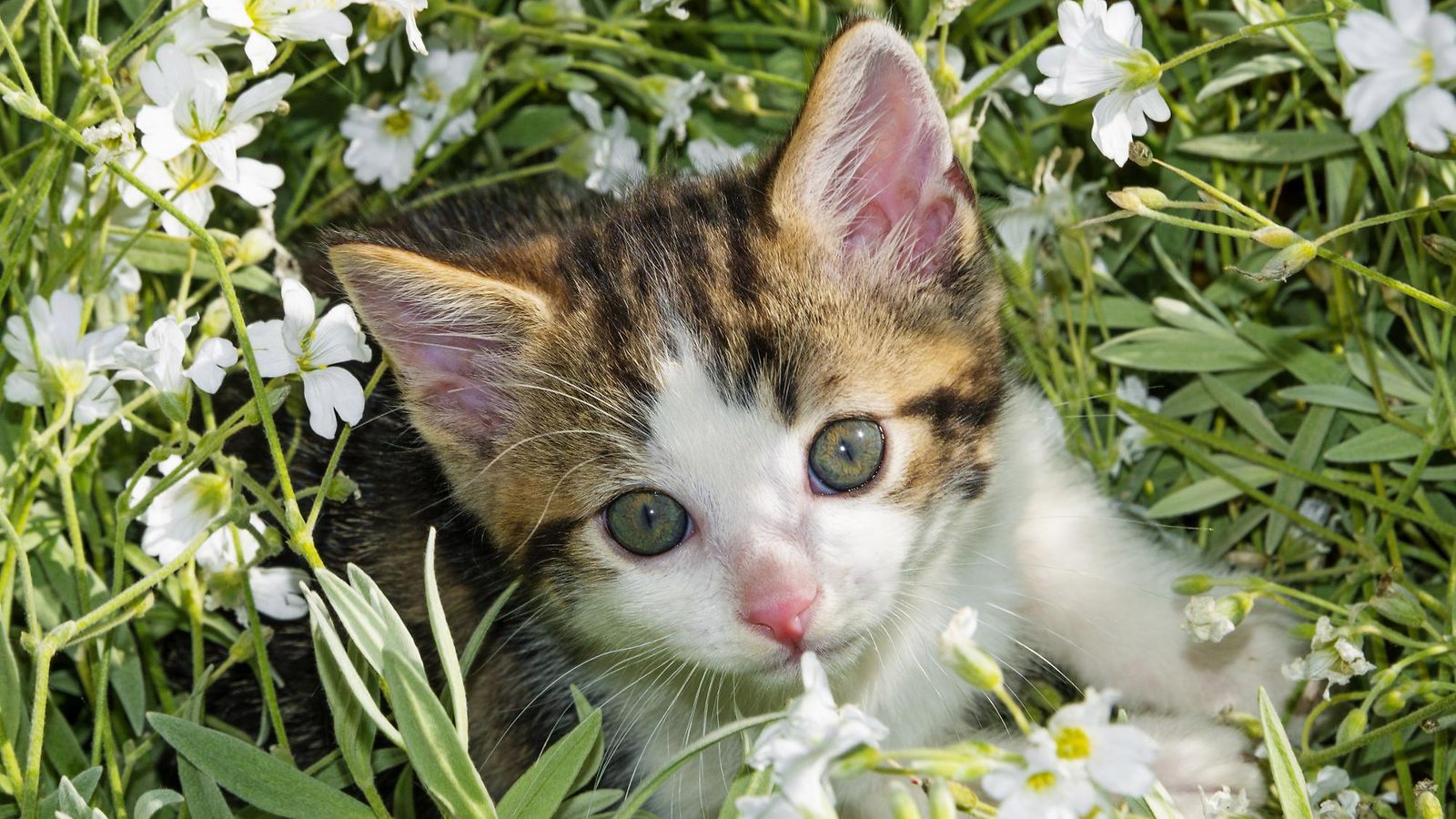 kissa