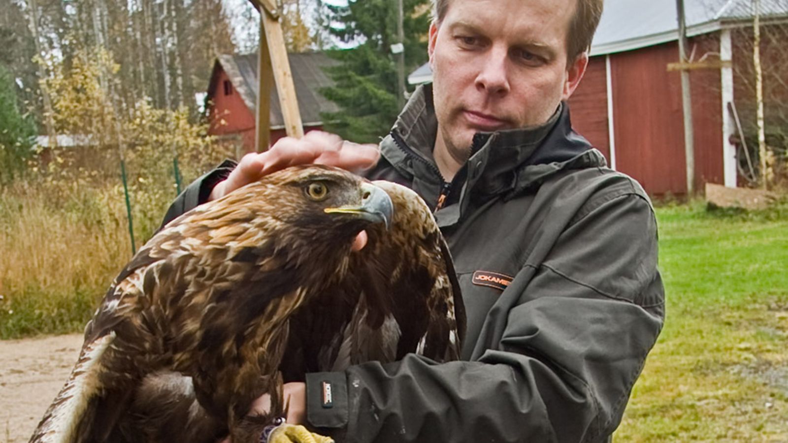 Virroilla vahingoittunutta maakotkaa pitelee sitä hoitanut Mikko Hänninen.