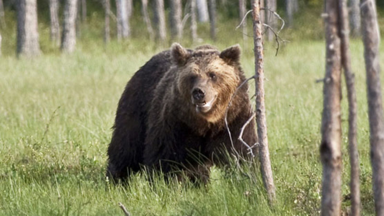 Karhu eli ruskeakarhu (Ursus arctos) haaskalla Kuhmossa rajavyöhykkeen sisällä yöllä 22. heinäkuuta - 23. heinäkuuta 2010. Yön aikana haaskalla kävi kahdeksan karhua. (Lehtikuva)