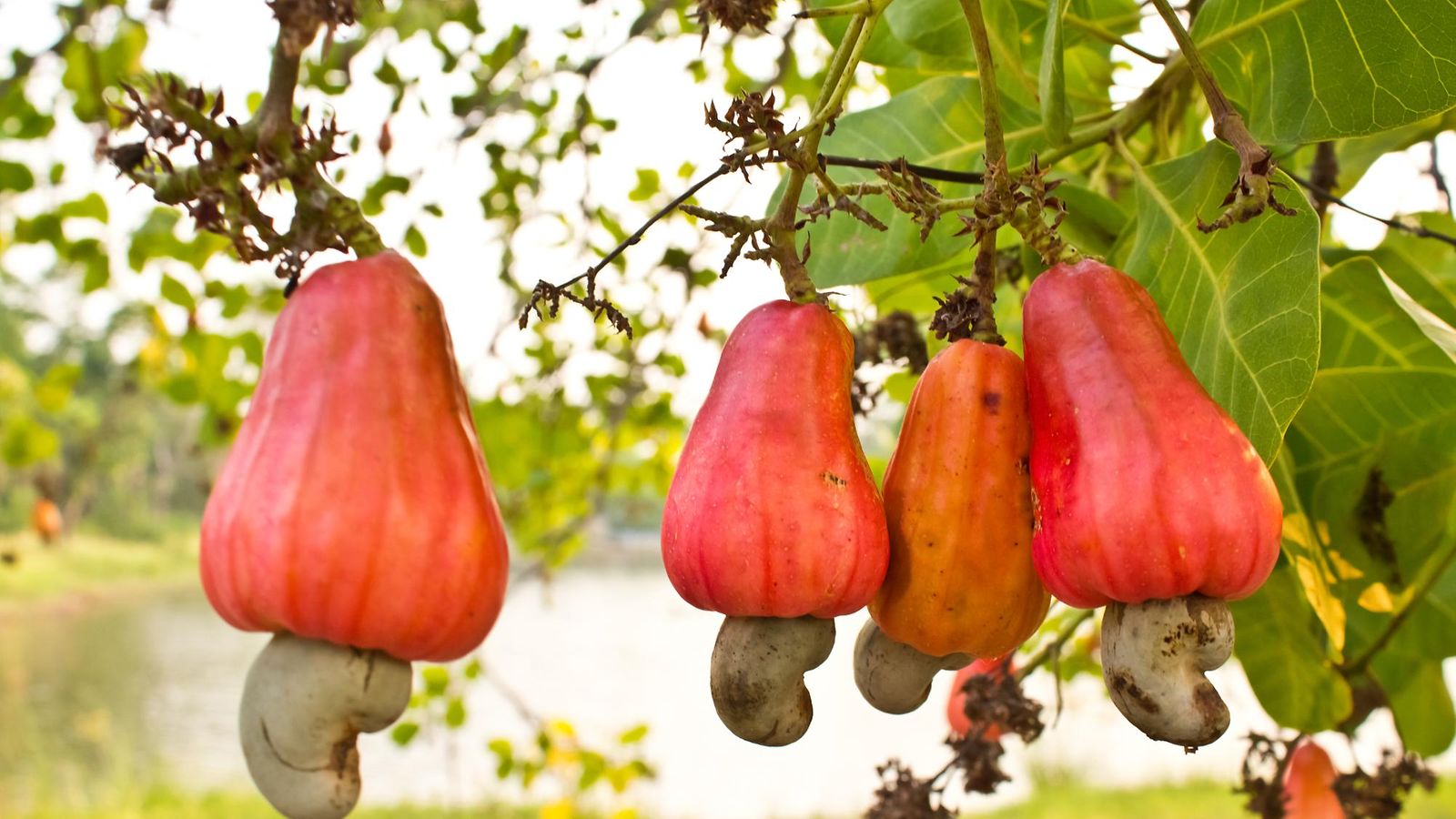 Cashew