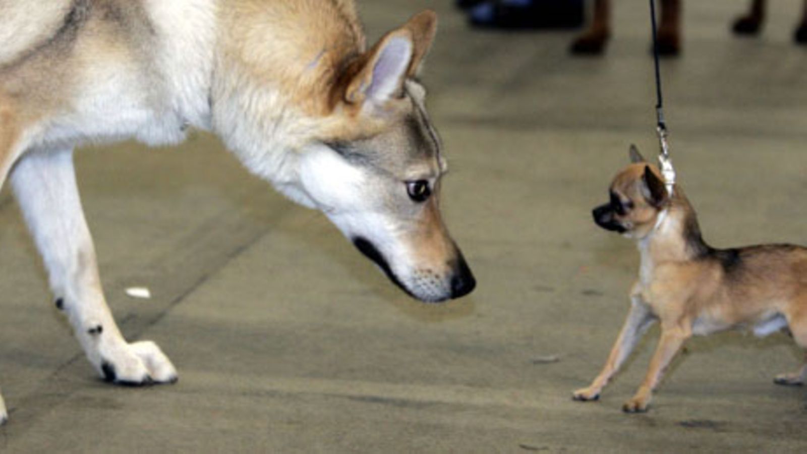 Helsingin Messukeskuksen koiranäyttelyssä tapasivat mm Ceskoslovensky Vlcak-rotuinen Wolf (4v) ja Chihuahua nimeltään Severi (1v). (Kuva: Lehtikuva / Jussi Nukari.)