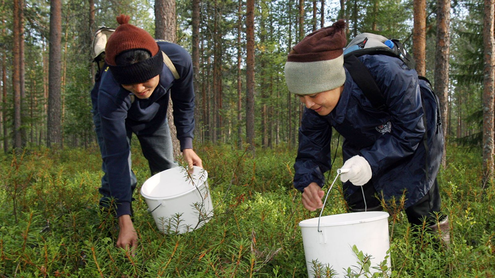 Thaimaalaisia marjanpoimijoita Savukoskella elokuussa 2006.