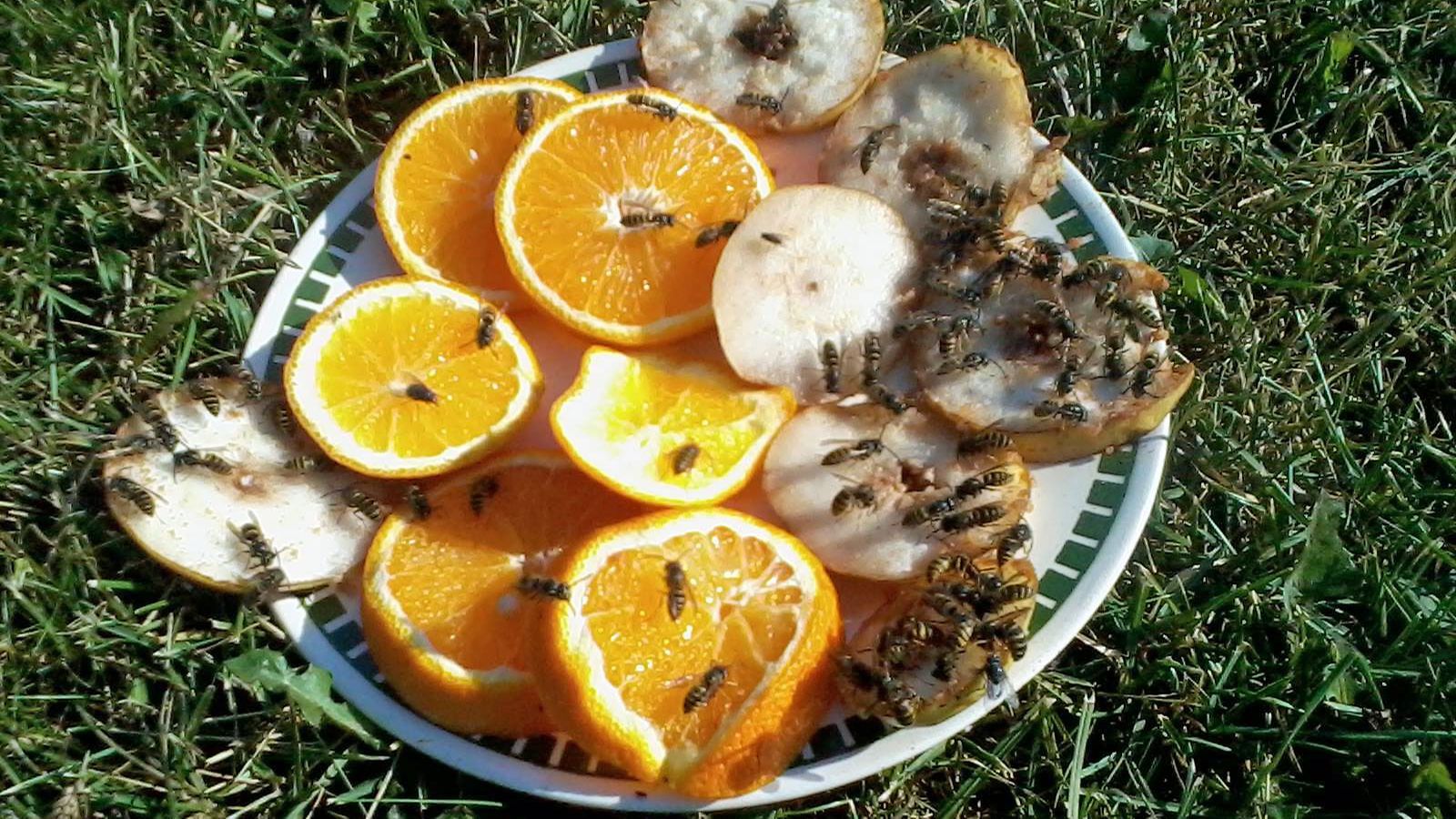 appelsiiniampiainen1