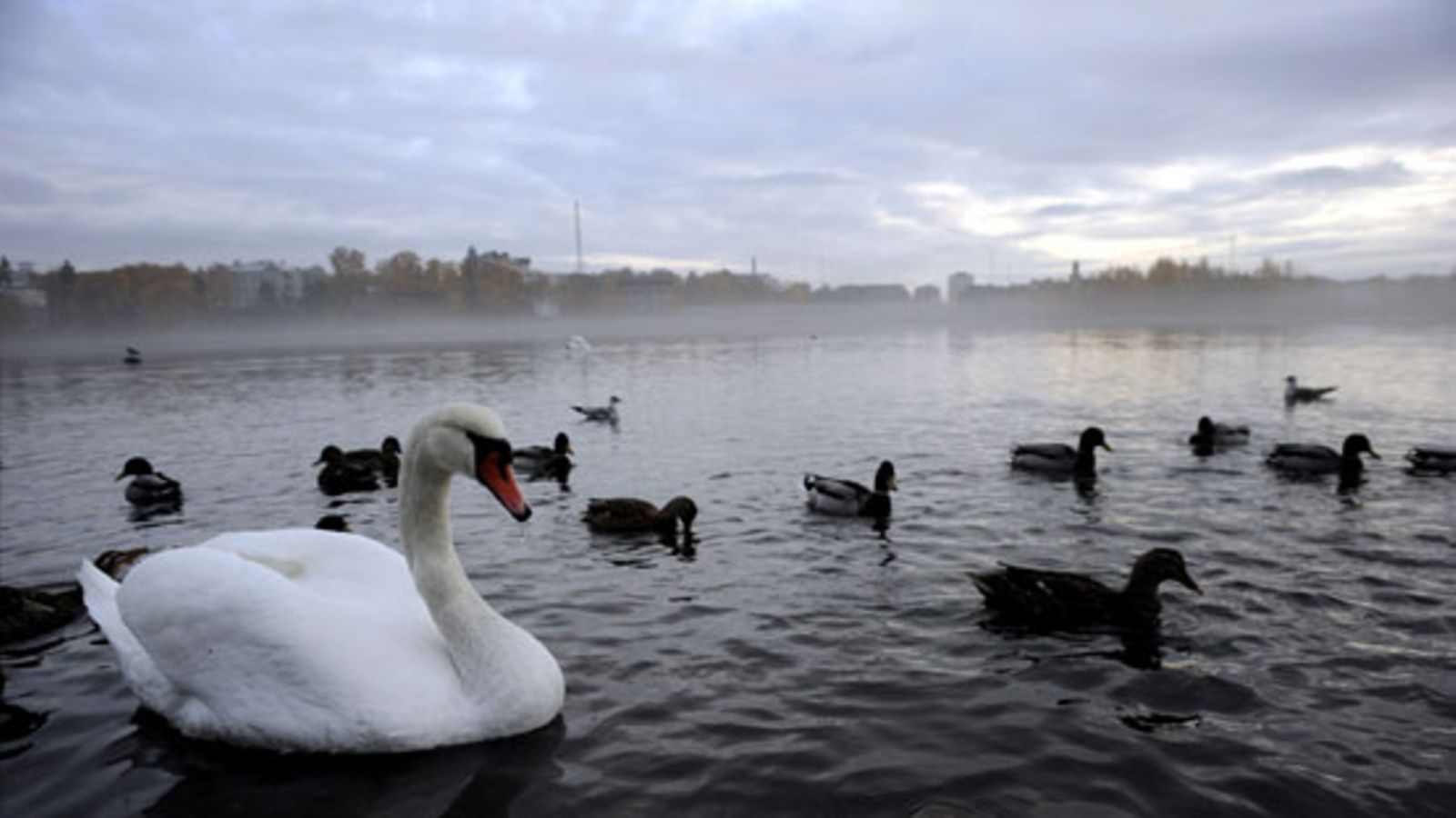 Vesilintuja Töölönlahdella Helsingissä (Lehtikuva)