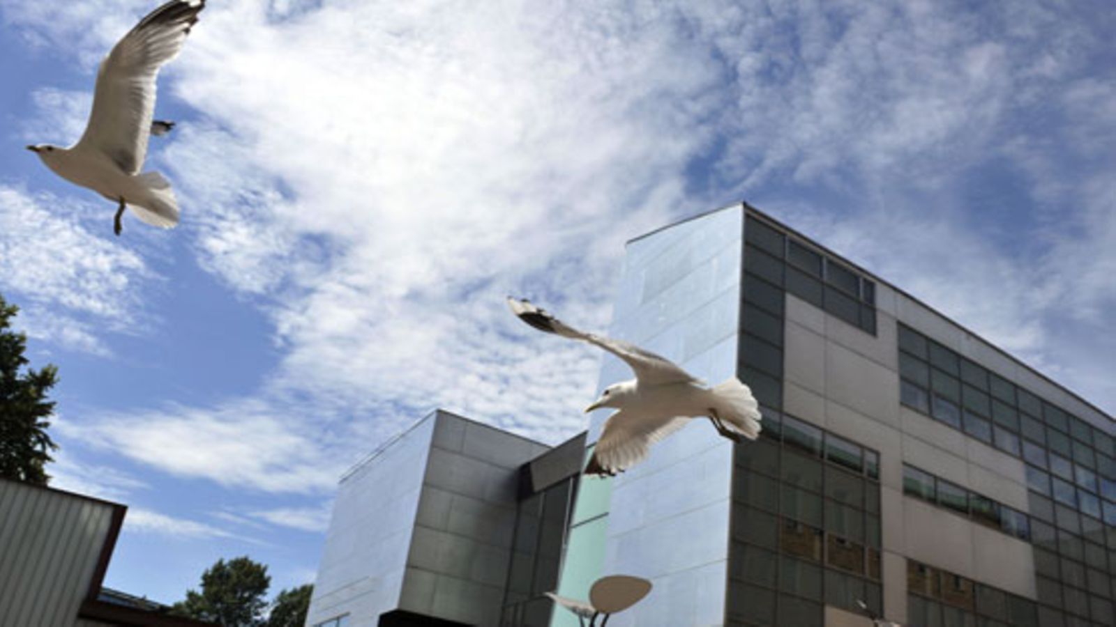 Kalalokkeja (Larus canus) Kiasman edustalla Helsingissä.