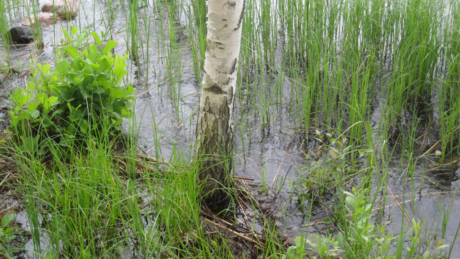 Päijänteen vesi nousi mökin rantakoivulle asti Asikkalassa 24. kesäkuuta 2012.