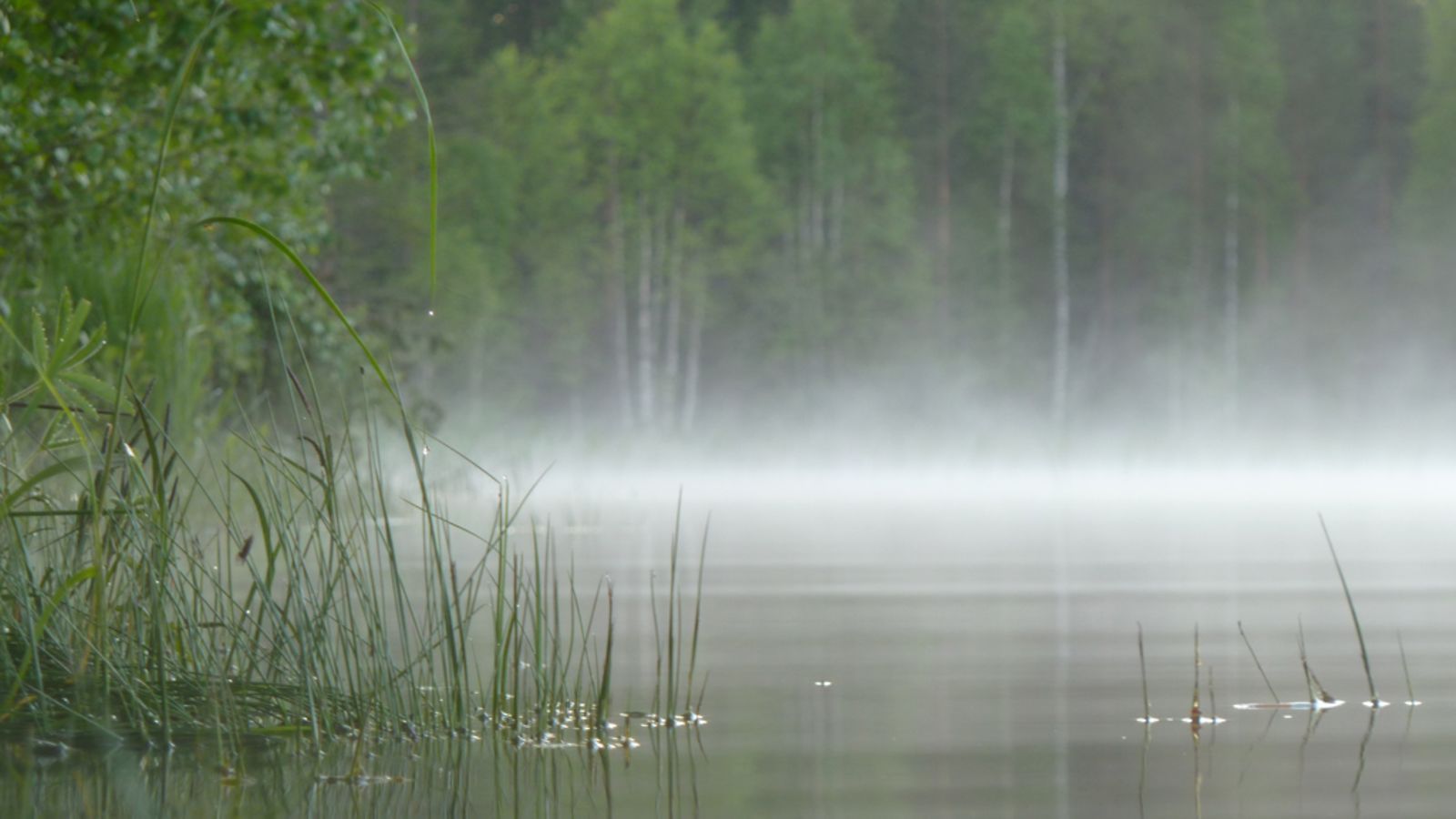 Usvaa järvellä.