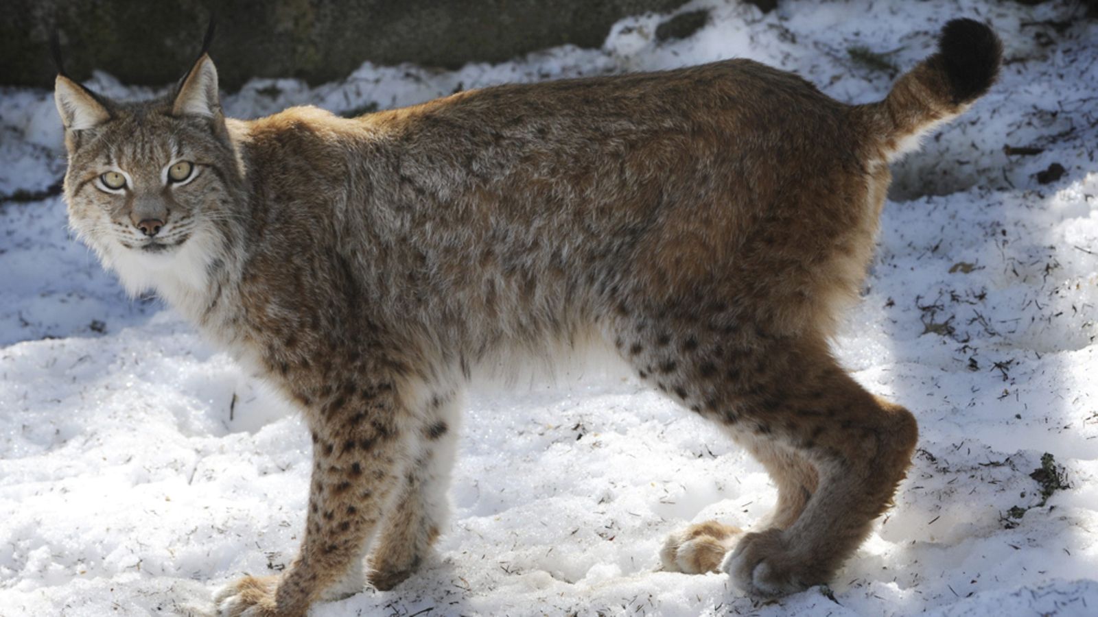 Ilves (Lynx lynx) Ähtärin eläintarhassa torstaina 14.huhtikuuta 2011.