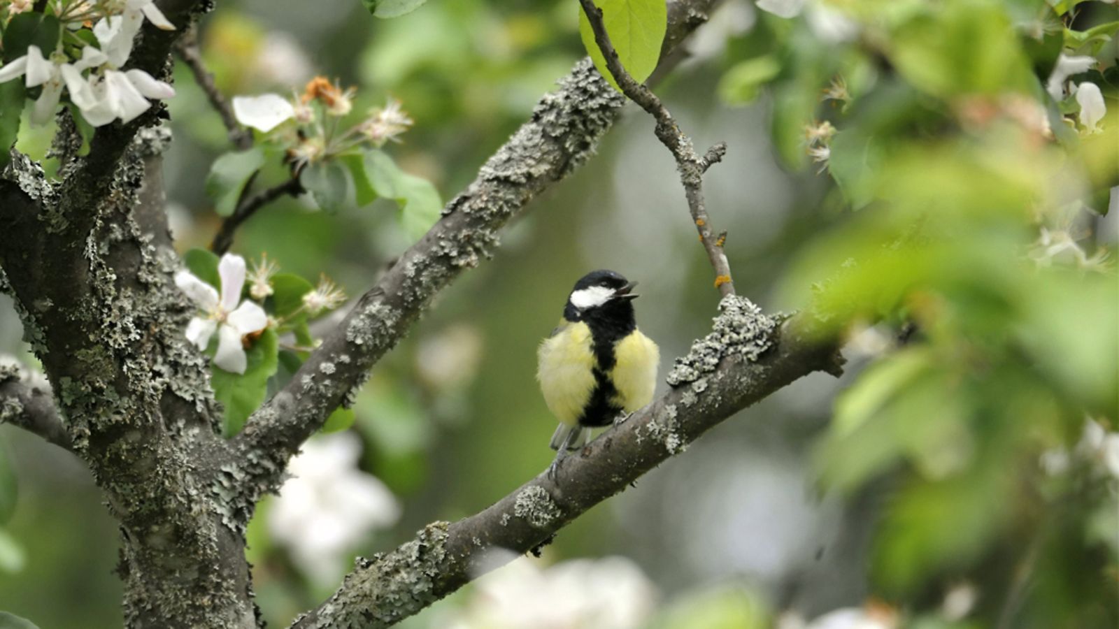 Talitiainen (Parus major) omenapuussa.