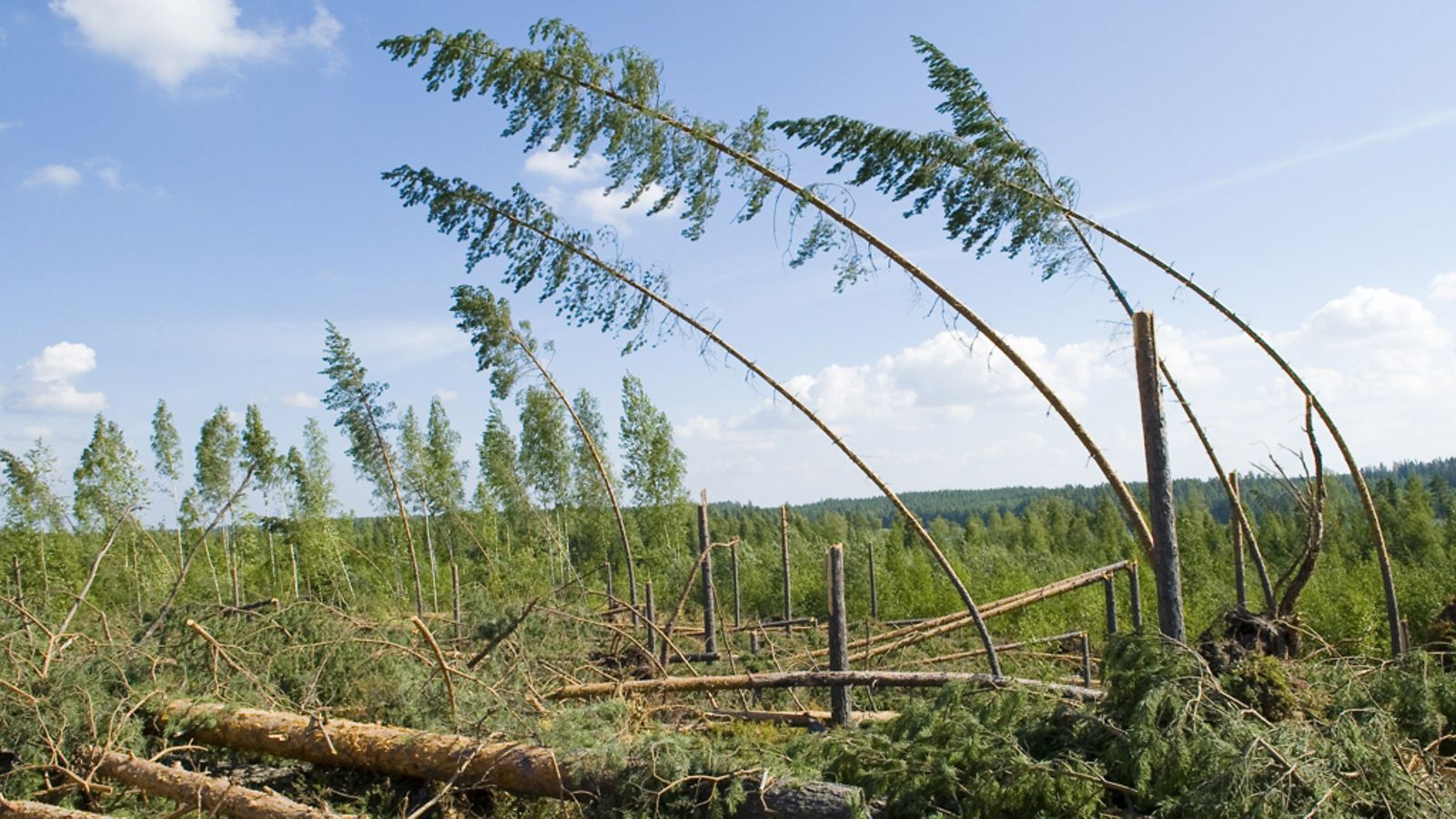 Asta-rajuilman kaatamia puita Konnevedellä 2. elokuuta 2010.